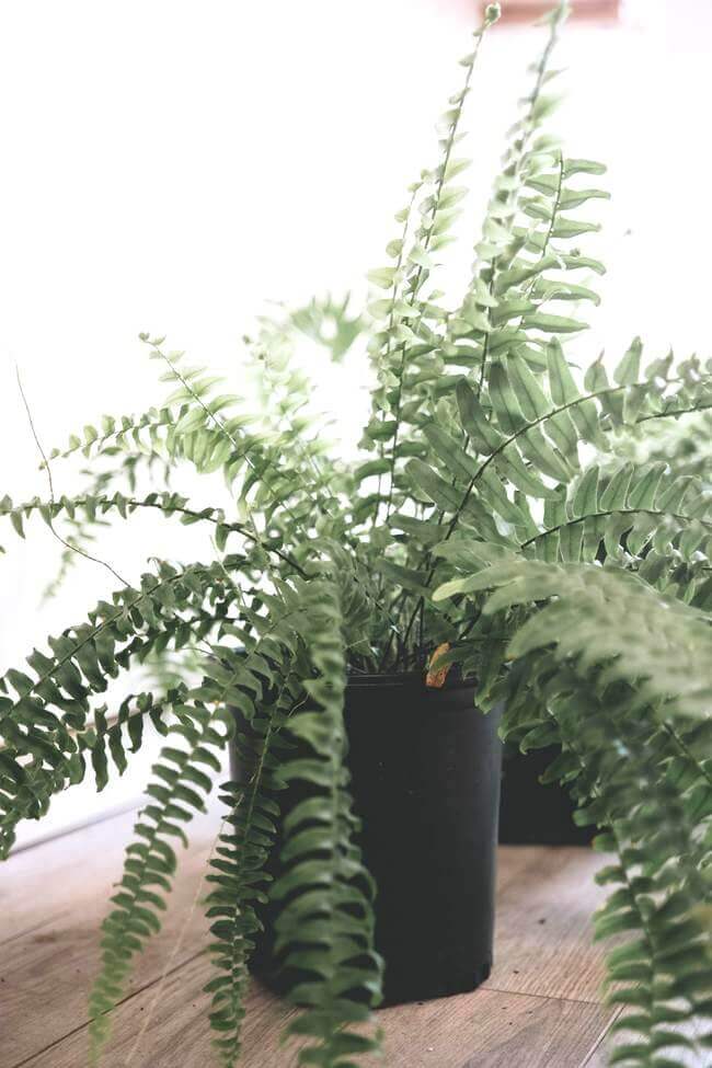 Boston Fern, best plant for restoring moisture