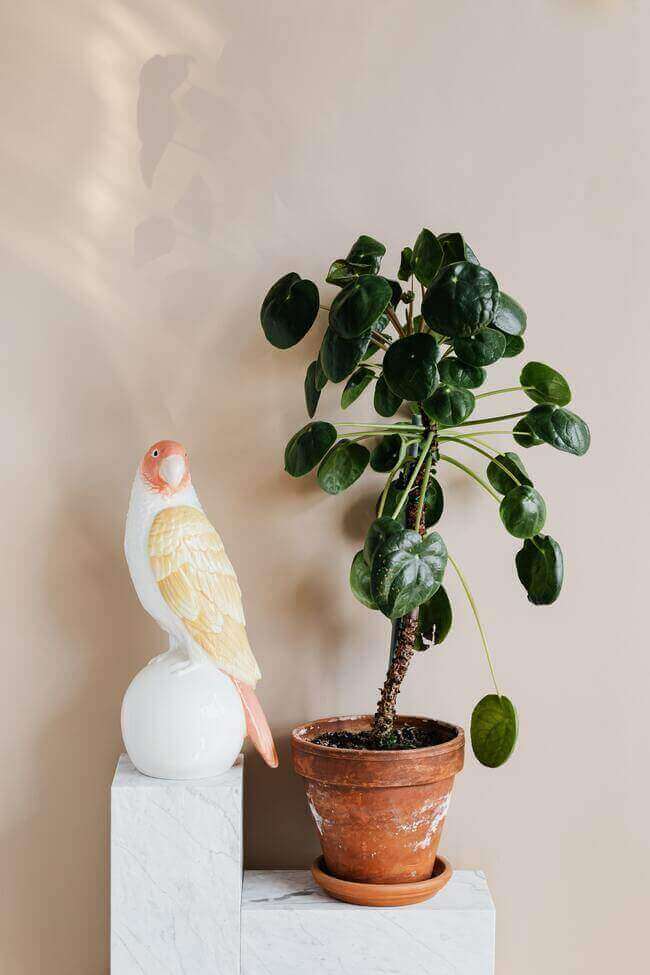 lucky houseplants - wellbeing - Everything Abode