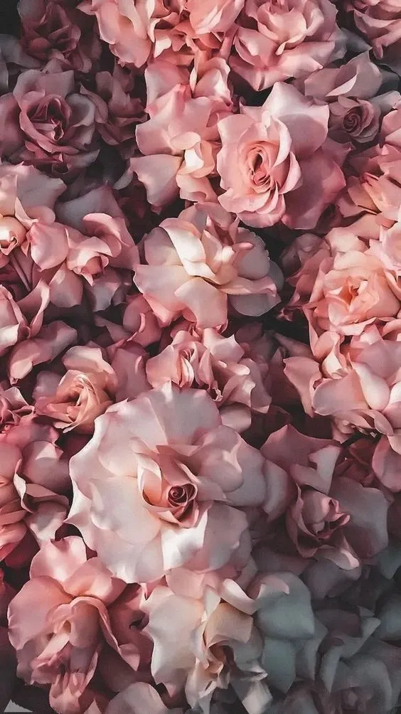 Download Dior Aesthetic Pink Rose Wallpaper  Wallpaperscom