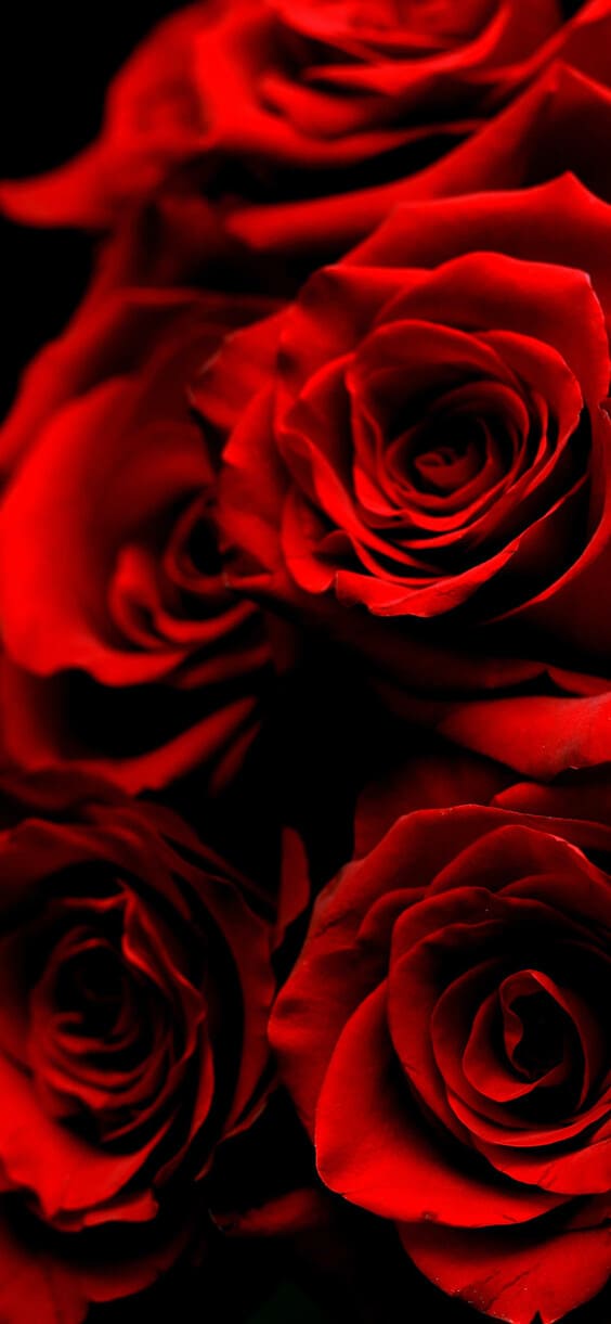 1280x1024 Rose 1280x1024 Resolution HD 4k Wallpapers, Images, Backgrounds,  Photos and Pictures