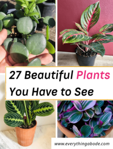 Beautiful Indoor House Plants Easy To Maintain 227x300 