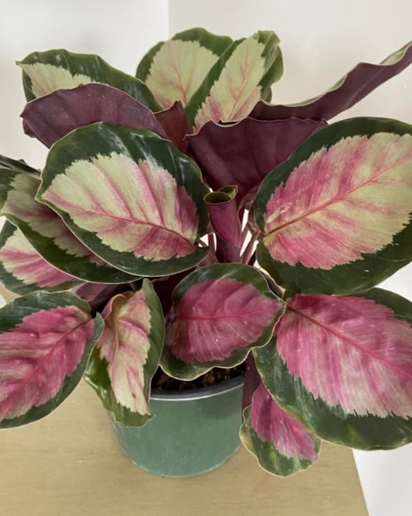 Calathea roseopicta 'Rosy' pequeña planta de interior