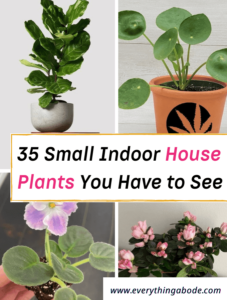 35 Small Indoor Houseplants that Can Fit Almost Anywhere - Everything Abode