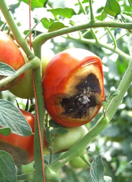 16 Common Tomato Plant Problems & How to Fix Them - Everything Abode