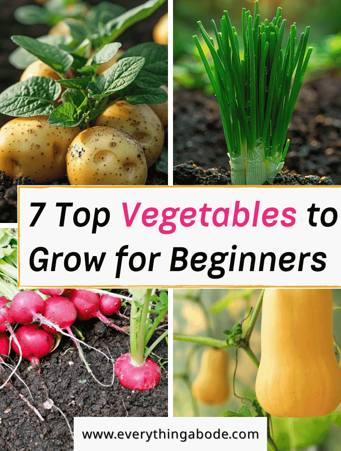 Easy Vegetables to Grow for Beginners