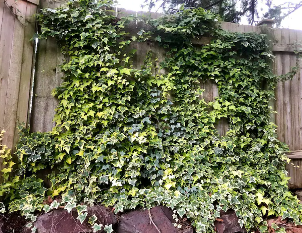 English Ivy