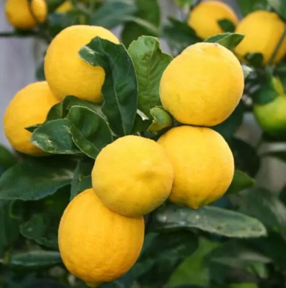 Meyer Lemon plant