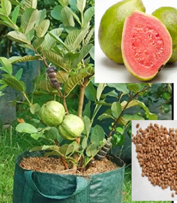 Guava fruit house plant