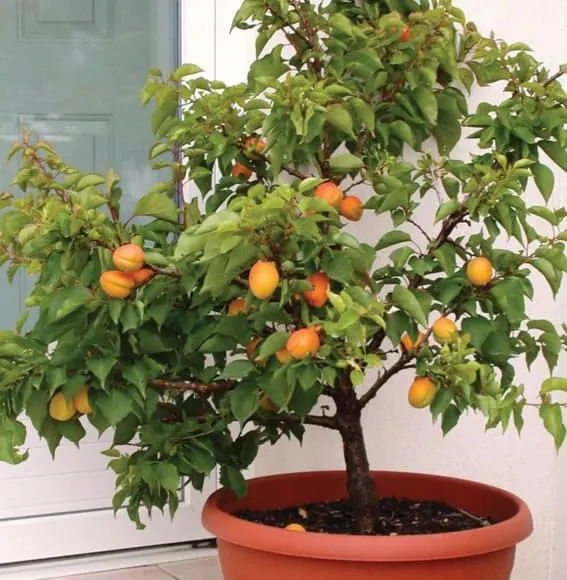 Dwarf Apricot