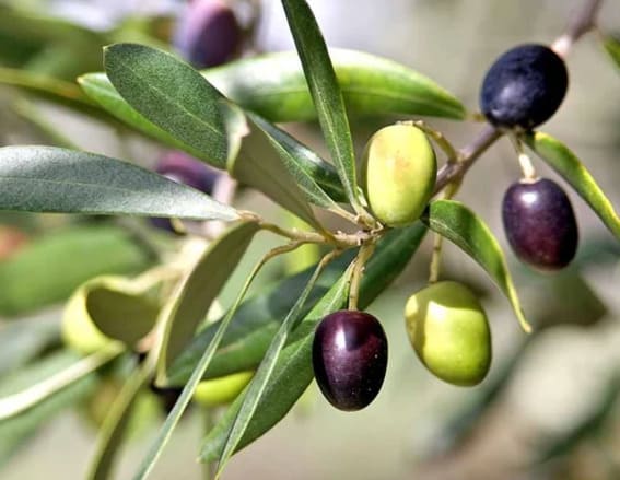 Dwarf olive trees