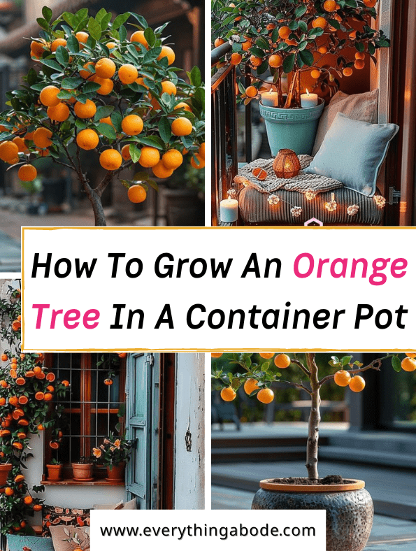 How to Grow an Orange Tree in a Container Pot