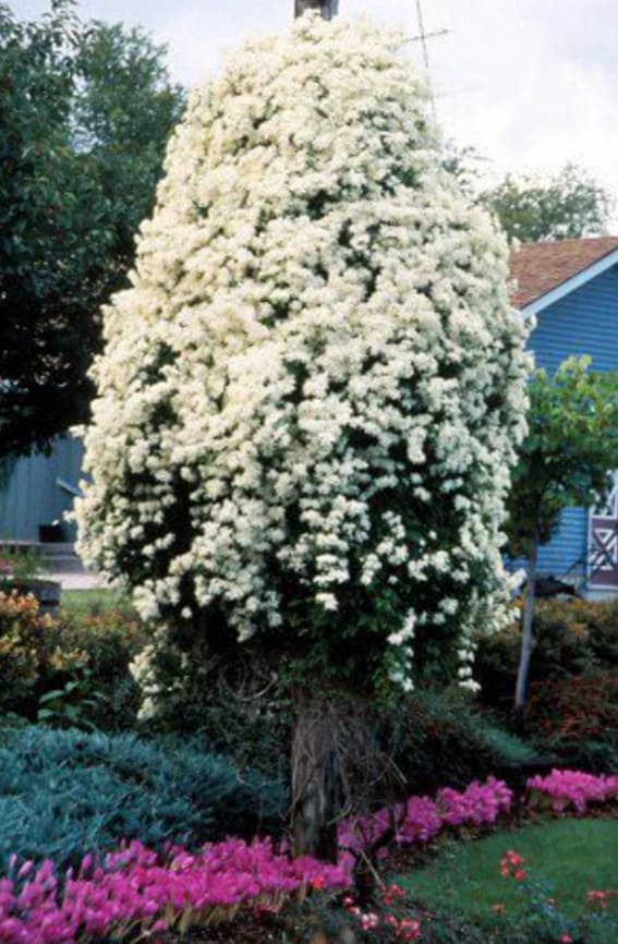 Clematis Climbing Vine