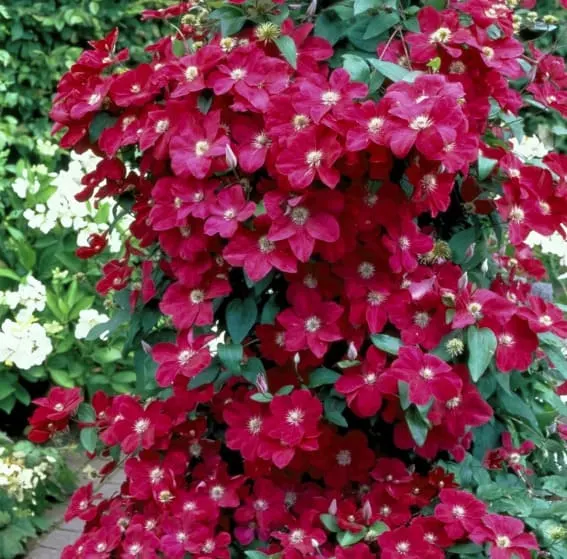 Clematis Climbing Vine