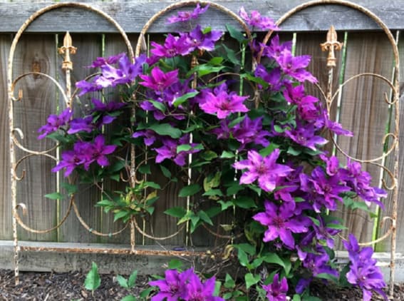 Clematis Climbing Vine