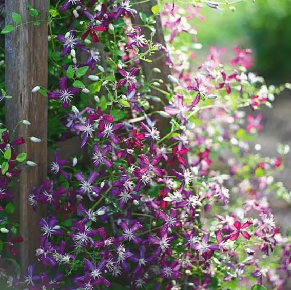 Clematis Climbing Vine