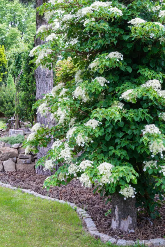 Climbing Hydrangea