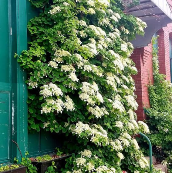 Climbing Hydrangea