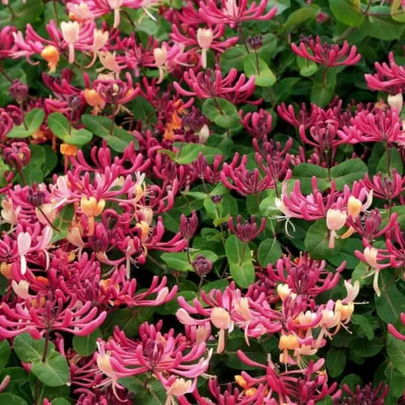 Honeysuckle Climbing Vine