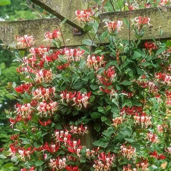 Honeysuckle Climbing Vine