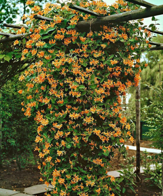 Honeysuckle Climbing Vine