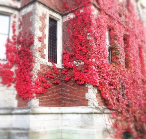 Virginia Creeper Climbing Vine