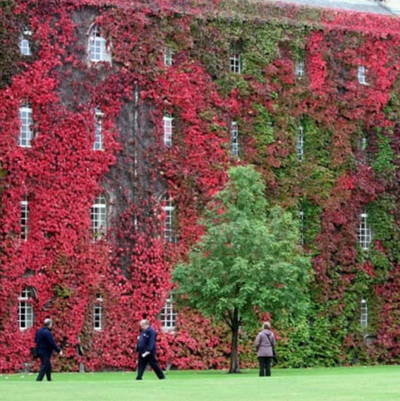 Virginia Creeper Climbing Vine