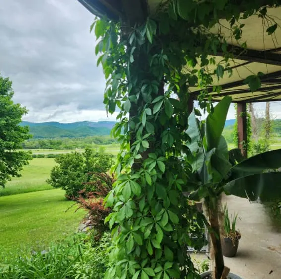 Virginia Creeper Climbing Vine