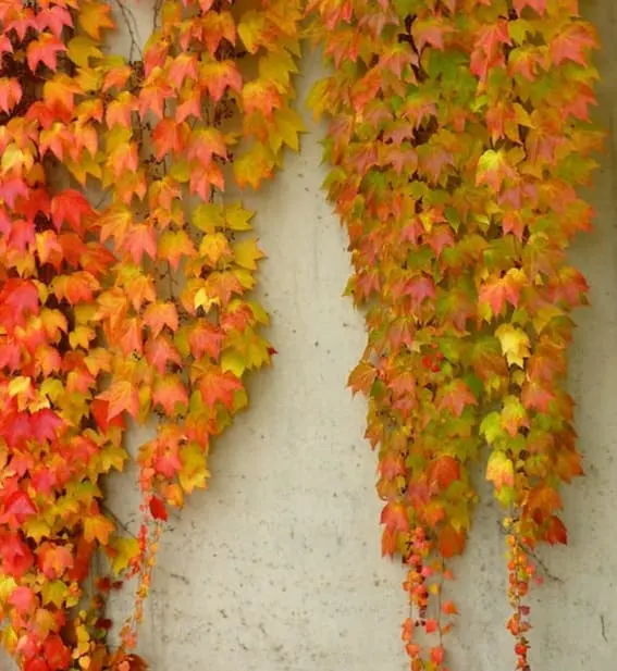 climbing vines boston ivy