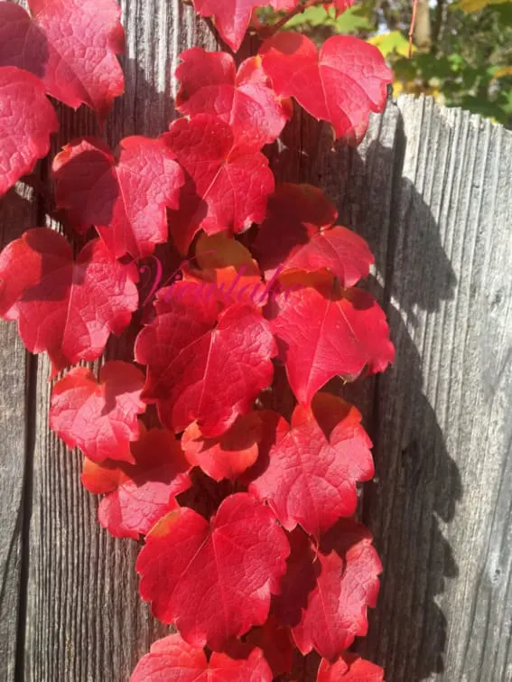 climbing vines boston ivy