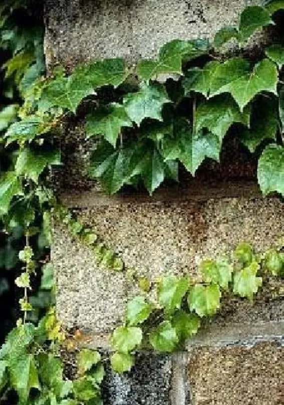 climbing vines boston ivy