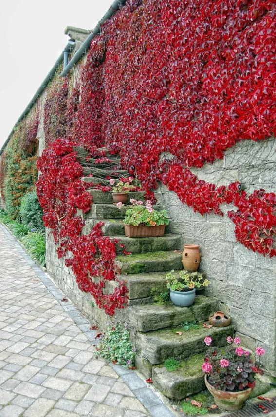 climbing vines boston ivy