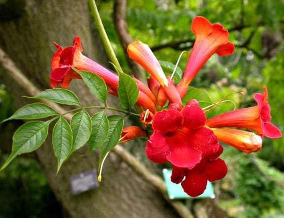 climbing vines trumpet vine