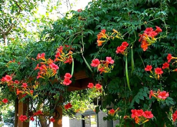 climbing vines trumpet vine