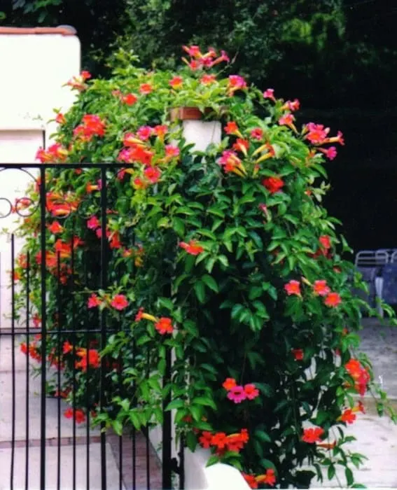 climbing vines trumpet vine