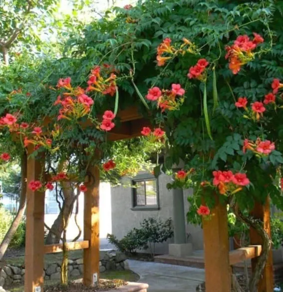 climbing vines trumpet vine