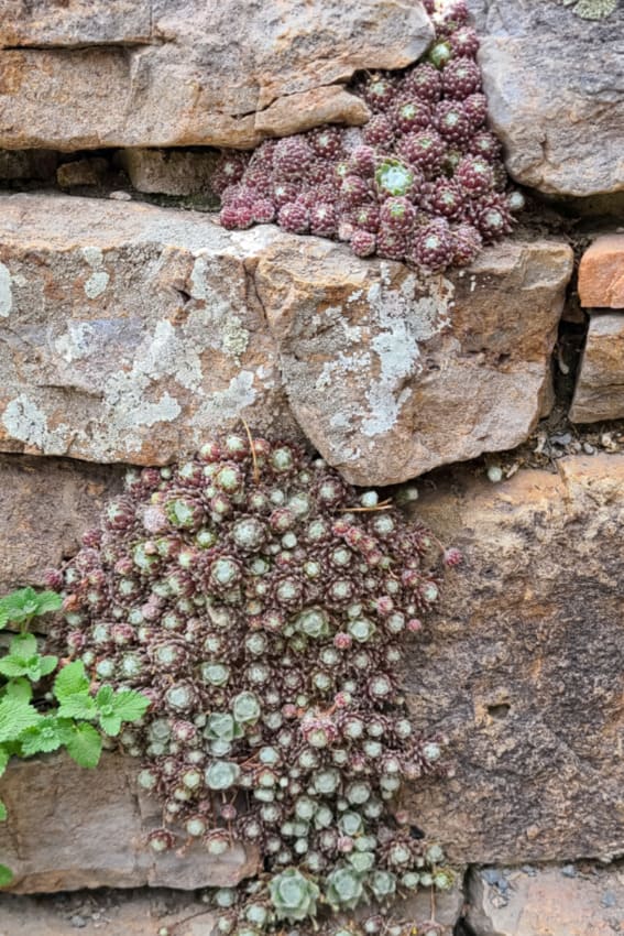 Add Charm with Small Succulents