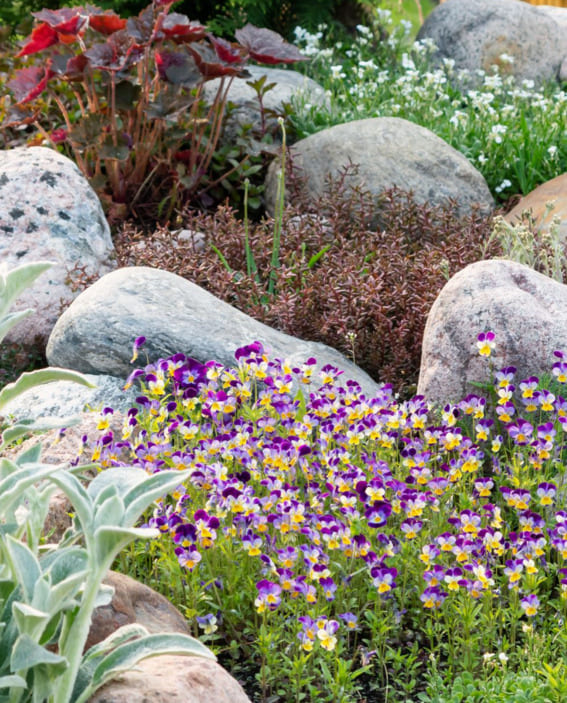 Rock Garden with Perennials for Lasting Beauty