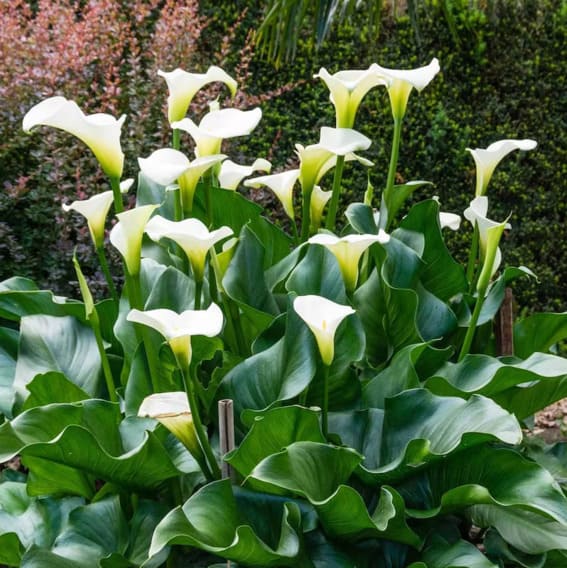 A close-up of a white Calla Lily flower with a soft, trumpet-shaped flower.