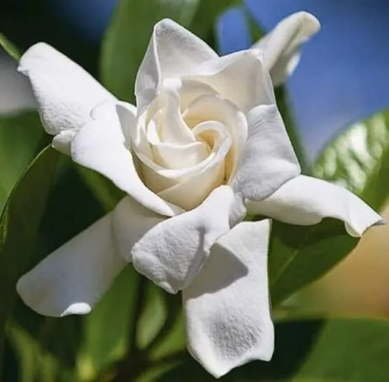 A white Gardenia flower with shiny green leaves on the background.