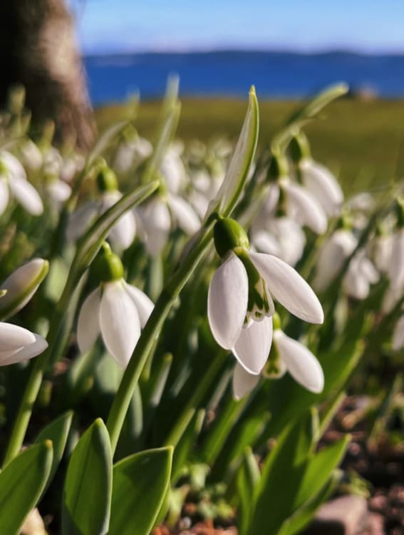 A group of white, small Snowdrops with bell-shaped blossoms that droop.