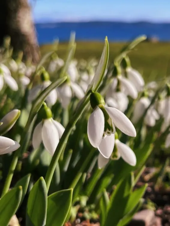 A group of white, small Snowdrops with bell-shaped blossoms that droop.