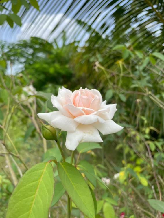 A white rose in full bloom, with delicate petals and lush green leaves on the background.