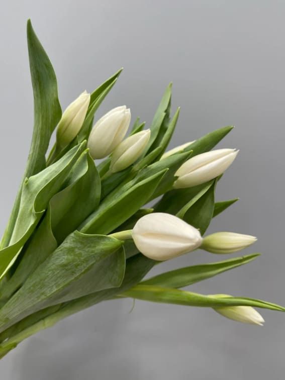 A group of white Tulips with long, thin stalks and green foliage.