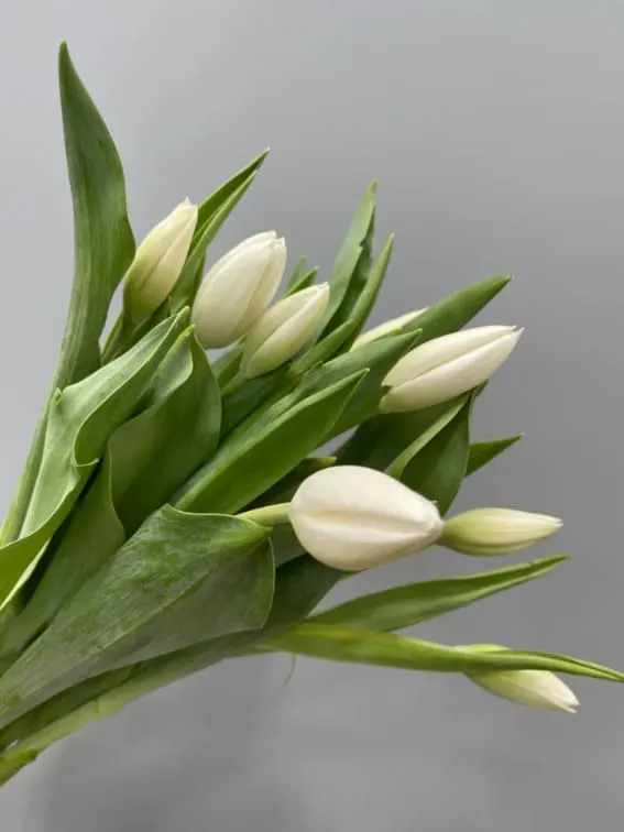 A group of white Tulips with long, thin stalks and green foliage.