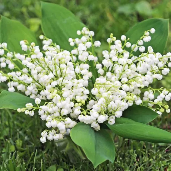 A cluster of tiny flowers in white Lily of the Valley flowers with bell-shaped flowers with green foliage.