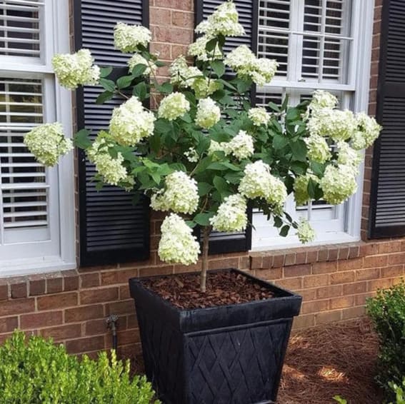 A large cluster of white Hydrangea flowers with green leaves.