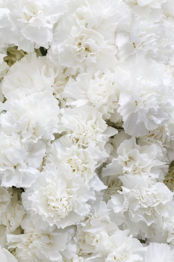 A single white Carnation flower with flowers with ruffled petals as well as green stems.