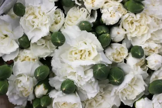 A single white Carnation flower with flowers with ruffled petals as well as green stems.