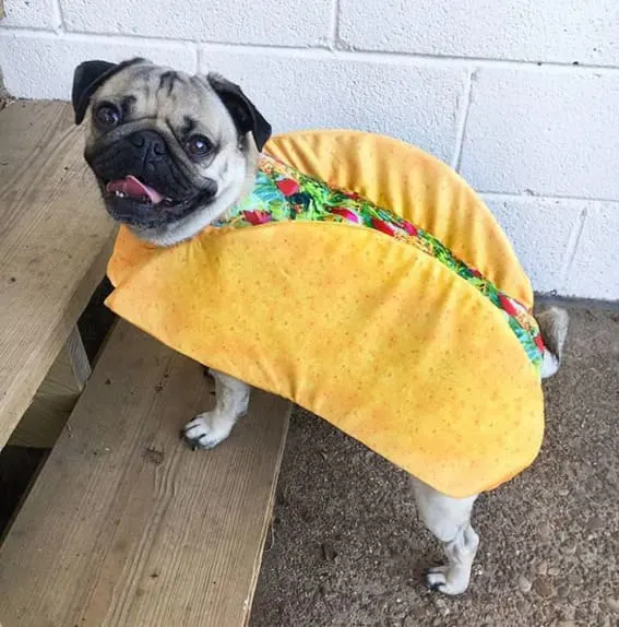 Pug dressed as a taco. 