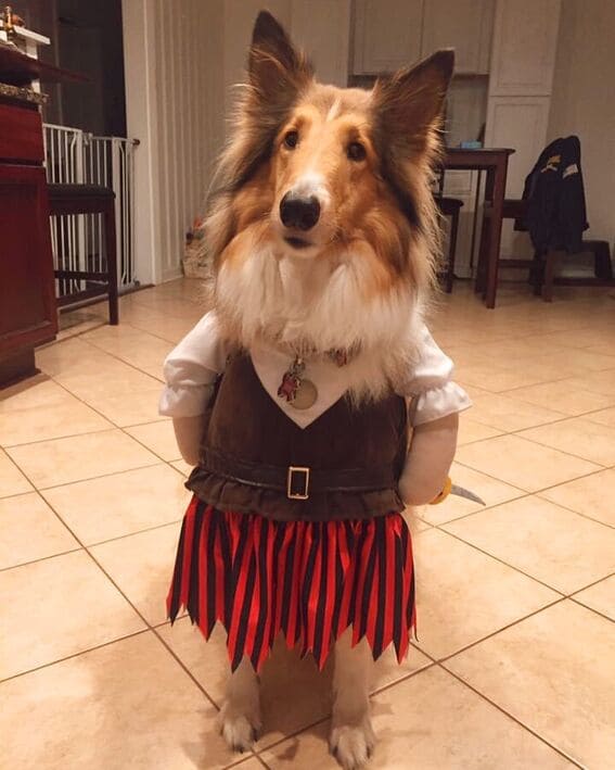 Dog dressed as a pirate. 